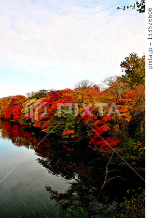 高岡古城公園の紅葉 お濠沿いの紅葉 高岡古城公園の紅葉 お濠沿いの紅葉 133526606
