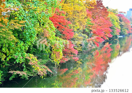 高岡古城公園の紅葉　お濠沿いの紅葉 133526612