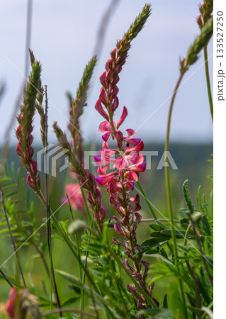 Colorful spikes of Common Sainfoin bloom under a clear sky in a lush green field during the spring season Colorful spikes of Common Sainfoin bloom under a clear sky in a lush green field during the spring season 133527250