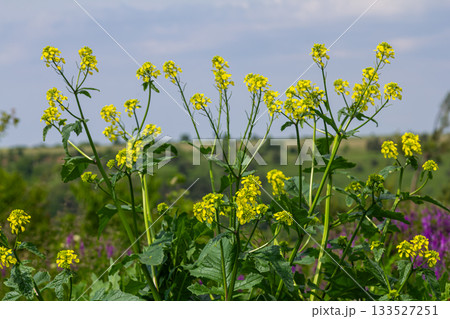 Wild mustard blooms brightly in a vibrant field showcasing its yellow flowers against a lush green landscape during springtime 133527251