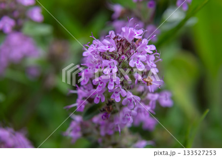 Wild thyme features clusters of small pink-purple flowers and aromatic leaves thriving in a natural setting during springtime 133527253