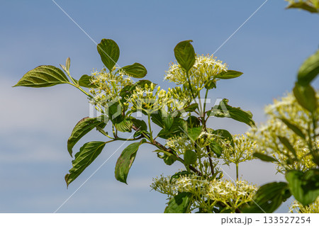 Flowering Cornus sanguinea shrub showcasing delicate white blooms against a clear blue sky with lush green leaves and vibrant red branches Flowering Cornus sanguinea shrub showcasing delicate white blooms against a clear blue sky with lush green leaves and vibrant red branches 133527254