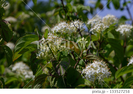 Blooming Cornus sanguinea with white flowers and vibrant red twigs in springtime sunlight reveals the beauty of nature in a peaceful garden setting 133527258