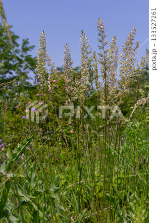 Bushgrass growing in a sunny meadow surrounded by greenery and wildflowers during a bright summer day 133527261