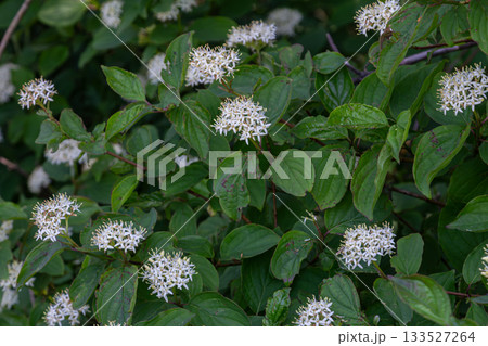 Vibrant Cornus sanguinea showcasing delicate white flowers against lush green foliage in early spring Vibrant Cornus sanguinea showcasing delicate white flowers against lush green foliage in early spring 133527264