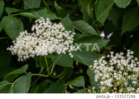 White inflorescences of Sambucus nigra bloom among lush green leaves in a natural setting during late spring 133527286