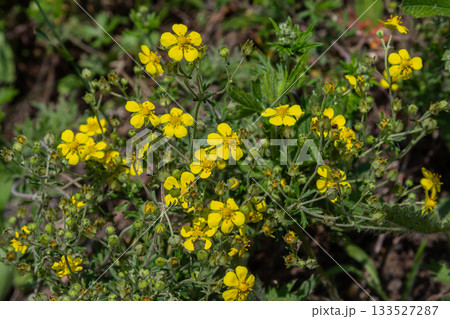 Hoary Cinquefoil showcases vibrant yellow flowers and unique silvery leaves in a sunny garden setting during springtime 133527287