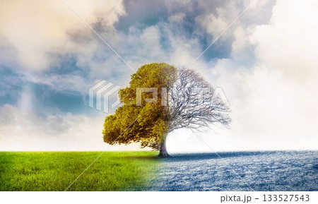Solitary deciduous tree is standing in flat design meadow, showing spring summer and winter halves 133527543