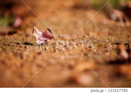 Surface level view of dry leaves on dirt 133527780