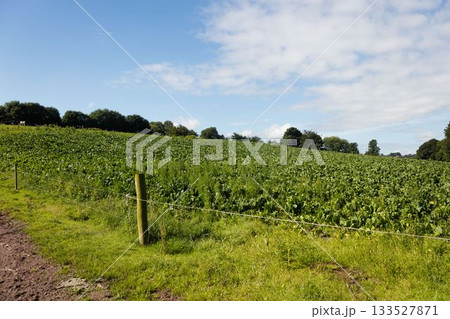 Flat design fence post with wire is standing by dirt track with leafy crop under sky 133527871