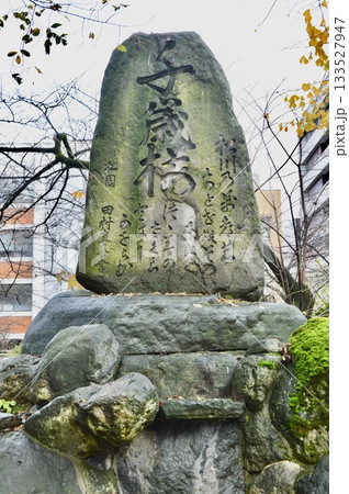 千歳桜の碑石(松川茶屋(松川遊覧船乗り場 裏手/富山県富山市本丸) 千歳桜の碑石(松川茶屋(松川遊覧船乗り場 裏手/富山県富山市本丸) 133527947