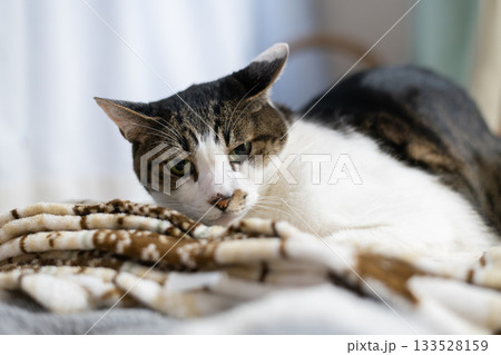 見つめる猫　キジトラ猫 133528159