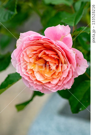 花 フラワー お花 133528216