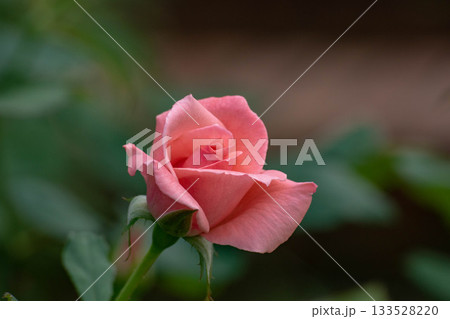 花 フラワー お花 133528220