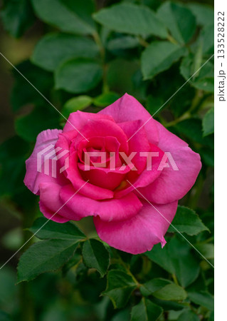 花 フラワー お花 133528222