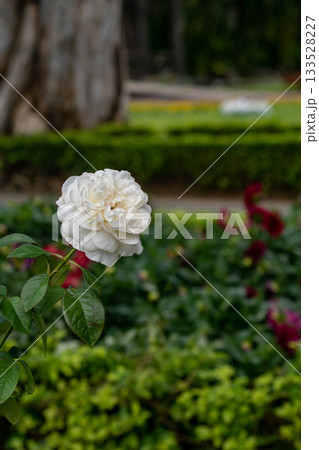 花 フラワー お花 133528227