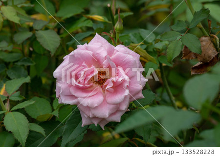 花 フラワー お花 133528228