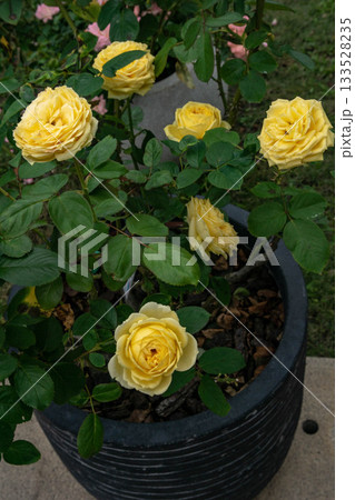 花 フラワー お花 133528235