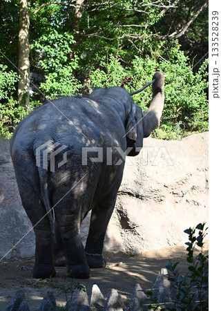 セイロンゾウ(アジアゾウ亜種) セイロンゾウ(アジアゾウ亜種) 133528239