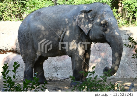 セイロンゾウ（アジアゾウ亜種） 133528242