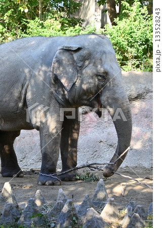 セイロンゾウ（アジアゾウ亜種） 133528243