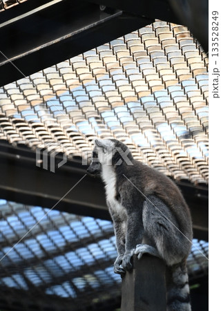 動物園のワオキツネザル 133528249