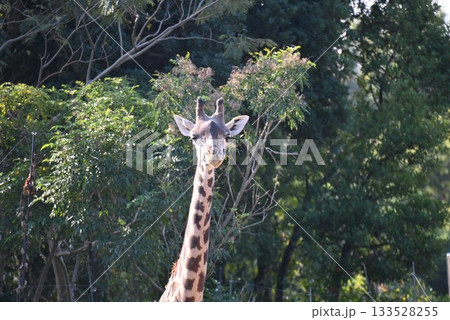 動物園のマサイキリン 133528255
