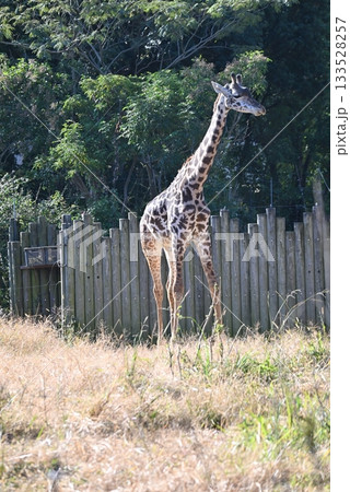動物園のマサイキリン 133528257