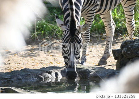 水場のチャップマンシマウマ 水場のチャップマンシマウマ 133528259