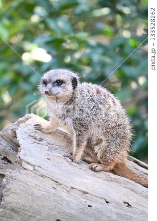 かわいいミーアキャット かわいいミーアキャット 133528262