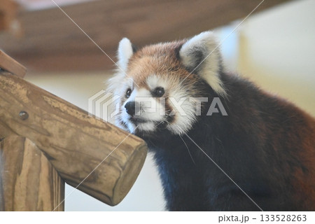 顔を見上げるレッサーパンダ 顔を見上げるレッサーパンダ 133528263