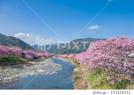 青空と河津桜並木 青空と河津桜並木 133528531