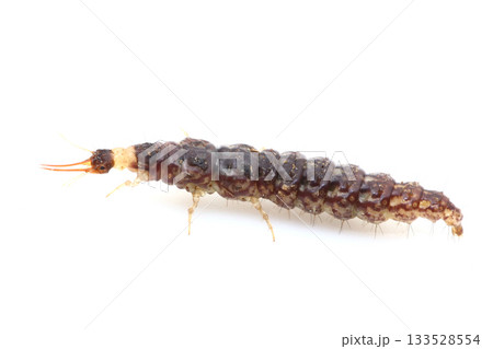ヒロバカゲロウ類（幼虫） 133528554