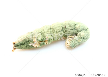 メタリジウム菌に侵されて死んだイモムシ（単体） 133528557