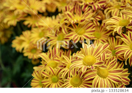 花 フラワー お花 133528634