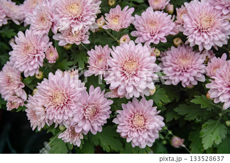 花 フラワー お花 133528637