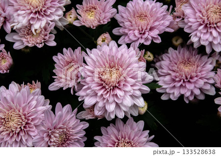 花 フラワー お花 133528638