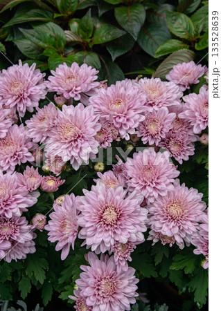 花 フラワー お花 133528639