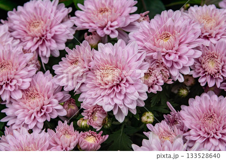 花 フラワー お花 133528640