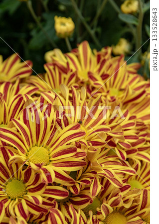 花 フラワー お花 133528643