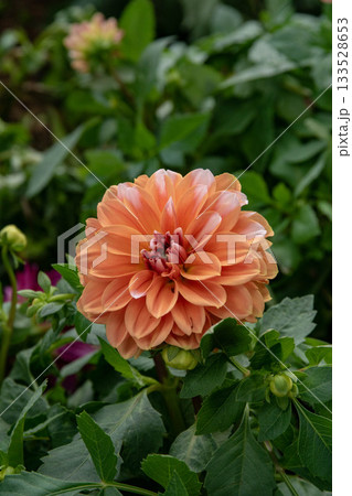 花 フラワー お花 133528653