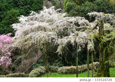 長興山紹太寺   枝垂れ桜 133528726