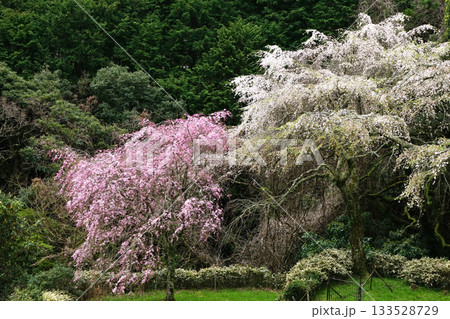長興山紹太寺   枝垂れ桜 133528729