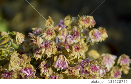 Autumn flowers wilt from the first frost Autumn flowers wilt from the first frost 133528753