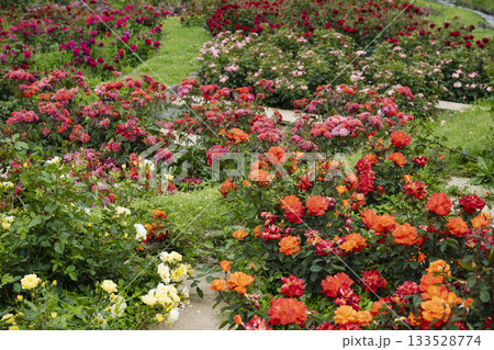 咲き誇る薔薇の庭園 咲き誇る薔薇の庭園 133528774