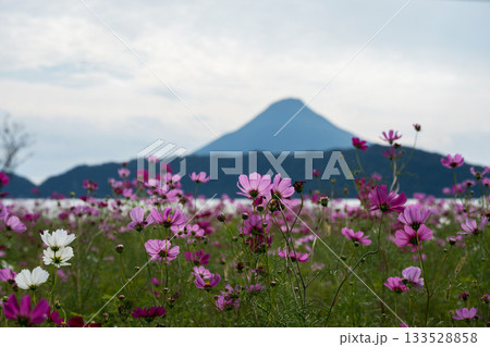 南九州の風景 南九州の風景 133528858