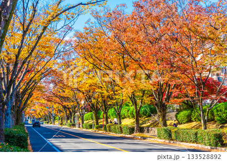 枚方市香里ヶ丘 けやき通りの紅葉 133528892