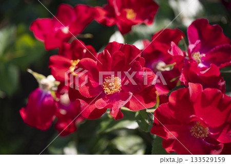 赤い薔薇 133529159