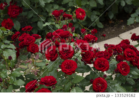 赤いバラ 133529162
