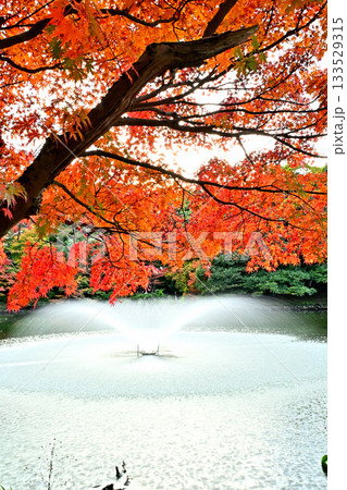 高岡古城公園の紅葉 噴水のある風景 高岡古城公園の紅葉 噴水のある風景 133529315